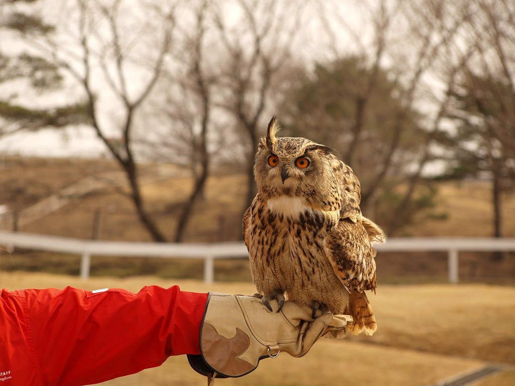 🐾 모프 애니멀 월드 빅 홉 가든 몰 인자이점 이미지 8